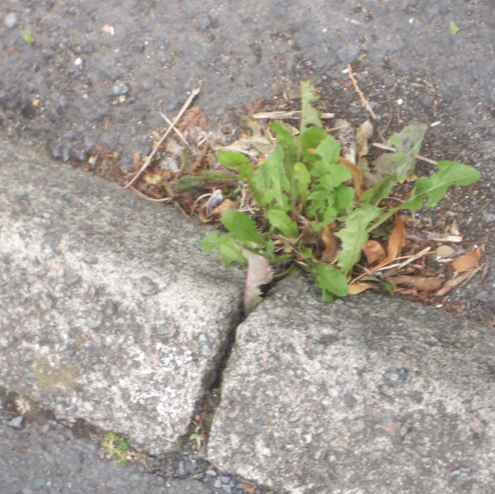 Weeds growing in a cracked pavement, nature finding her way.