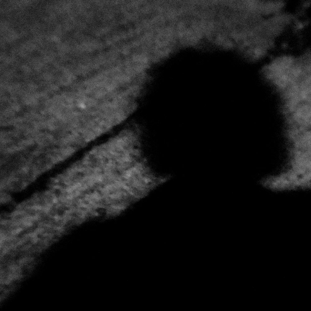 Casting shade upon this cracked concrete.